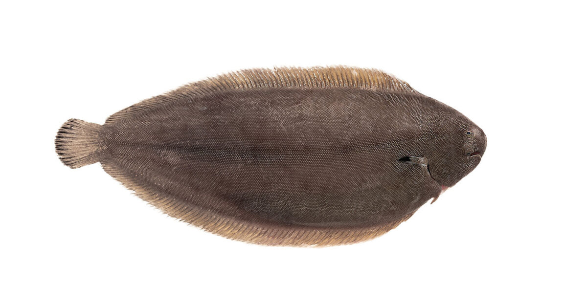 Black sole sale